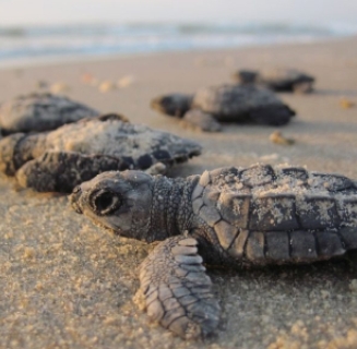 Dolphins, Sea Turtles, Horseshoe Crabs, Sand Dollars, AlligatorsSand  Dollars - Know the Difference! — Island Life HH - Hilton Head Island  Directory, Things to do in Hilton Head, Hilton Head rentals