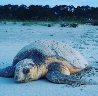 Everything You Need To Know About Hilton Head Island Sea Turtles