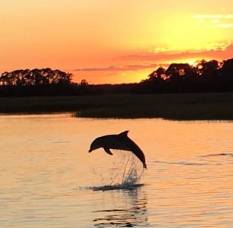 Top US Sea Ports for Watching Dolphins? - Dolphins And You