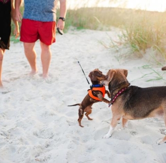 does hilton head beach allow dogs