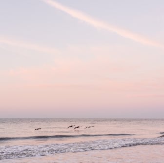 sunset and dolphins 