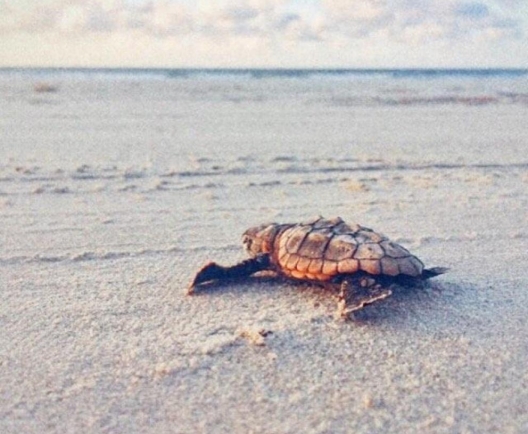 Tiny Turtles, Huge Wonders: 5 Amazing Baby Turtle Facts You Need