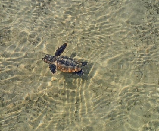 Tiny Turtles, Huge Wonders: 5 Amazing Baby Turtle Facts You Need