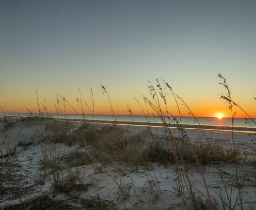 beach with grass