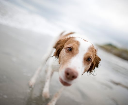 does hilton head beach allow dogs