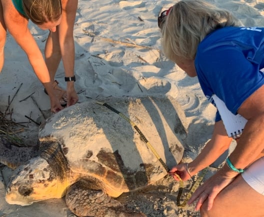 Sea Turtle Patrol Helping Turtle on the Beach