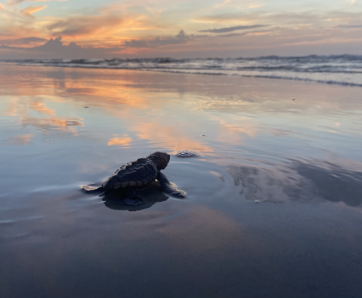sea turtle on beach with sunset