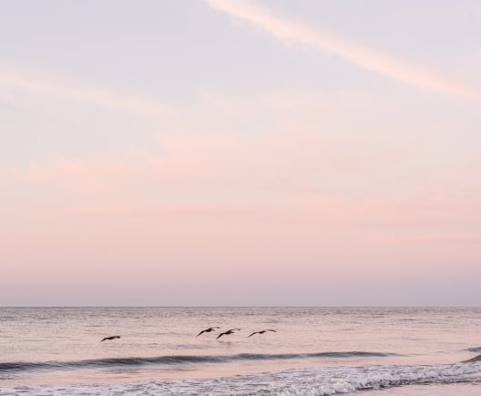 sunset and dolphins 