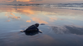sea turtle on beach with sunset 